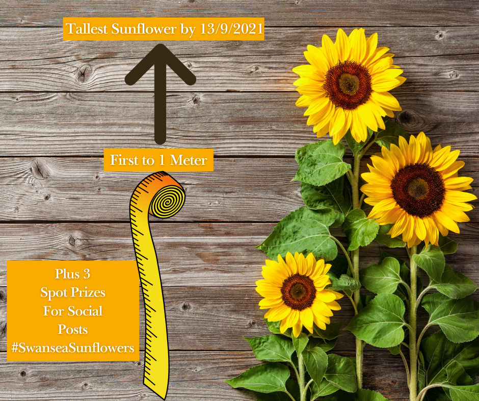 Dawsons Sunflower Competition for #ChildrensNationalGardeningWeek2021